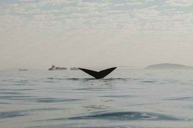 Atlantic Outlook Kayak Tour Cape Town - Transportation and Location