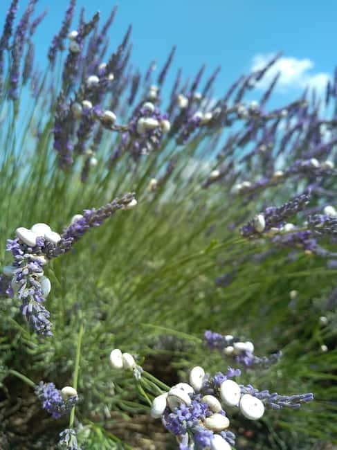 au départ Avignon: half-day lavender tour - Key Points / Takeaways