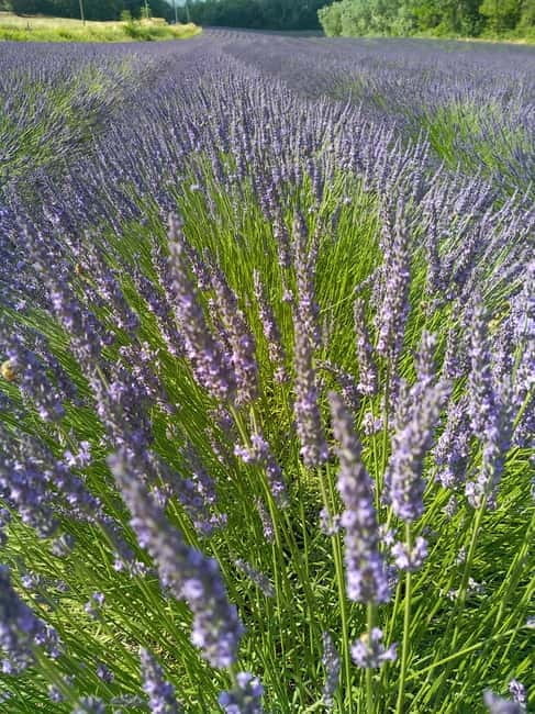 au départ Avignon: half-day lavender tour - Discovering Provence’s Iconic Lavender and Village Gems