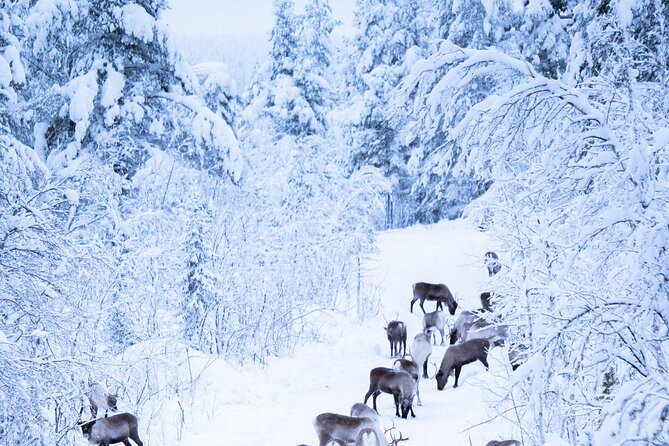 Aurora Hunting With Reindeer Caravan - Sami Culture and Tradition