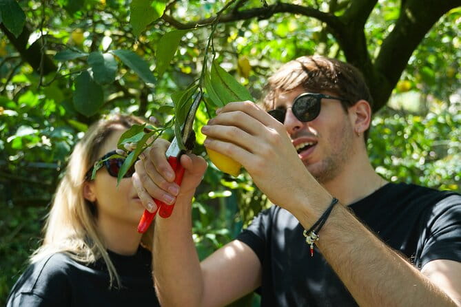 Authentic Lemon Experience at a Farm in Sorrento with Tastings - Entering the Lemon Orchard: A Practical and Enjoyable Start