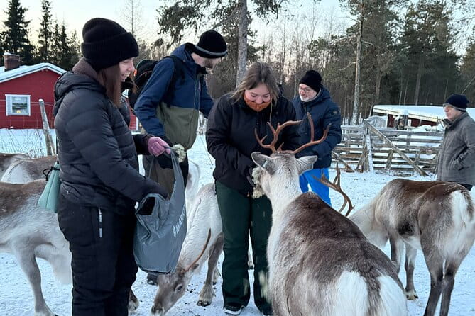 Authentic Reindeer Experience and Ice Fish with Lunch in the Wild - Practical Tips for Your Arctic Adventure