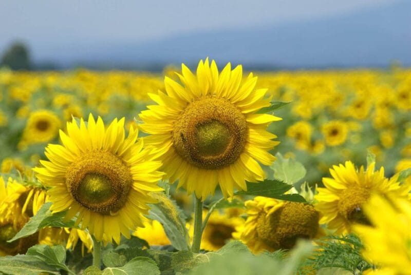 Authentic Slovenia: A Mystery Travel Day Tour - Logistics and Booking Tips