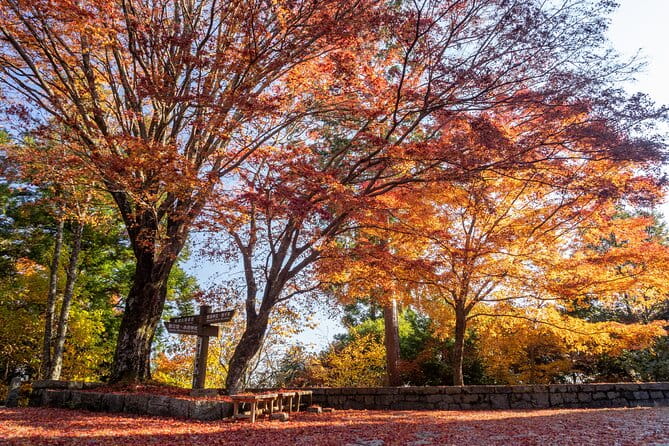 Autumn Leaves Buddha and Mt.Yoshino With Orange Picking Tour - Delicious Picnic Bento Lunch