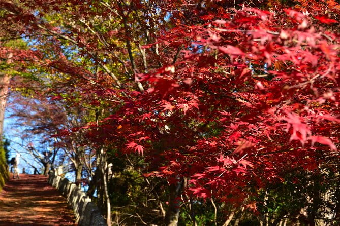 Autumn Leaves Buddha and Mt.Yoshino With Orange Picking Tour - Meeting and Departure Information