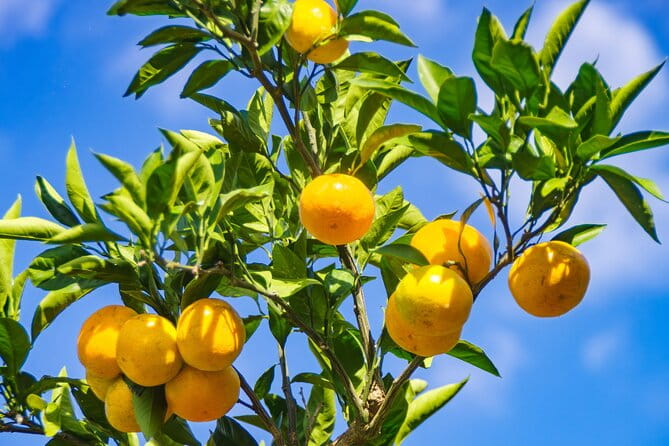 Autumn Leaves Buddha and Mt.Yoshino With Orange Picking Tour - Contact and Support Information