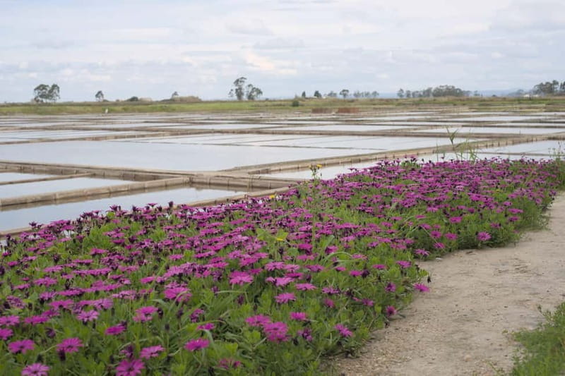 Aveiro: Walking Tour with Tastings - Key points / Takeaways