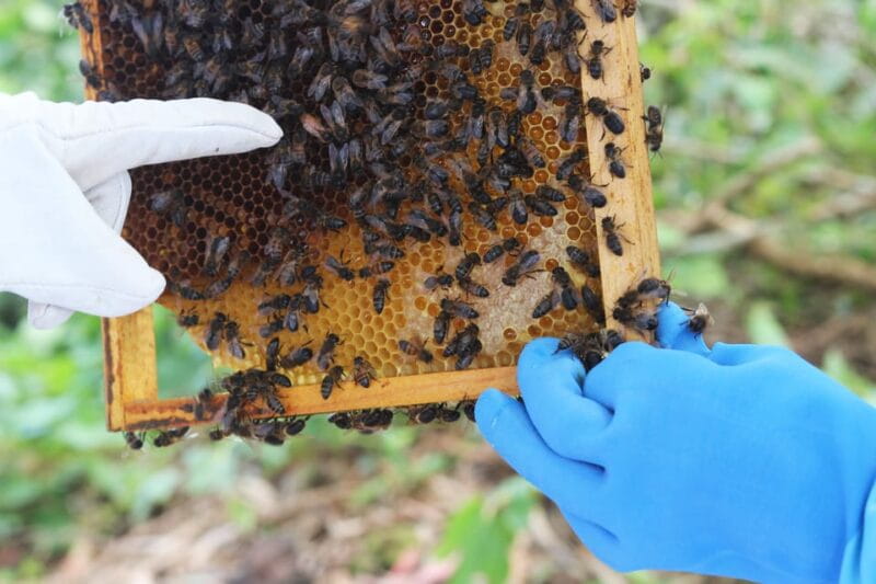 Azores Beekeeping Tour and Honey Taste - The Sum Up