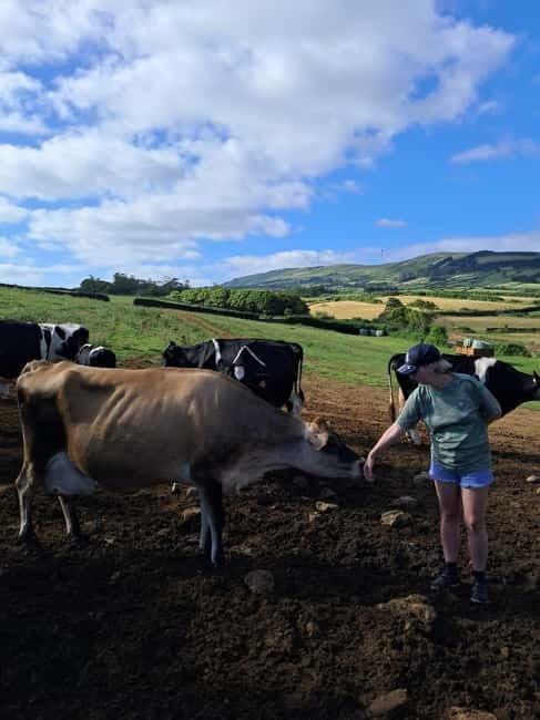 Azores: Half-Day Dairy Farm Tour - Azores: Half-Day Dairy Farm Tour — A Genuine Taste of Rural Life