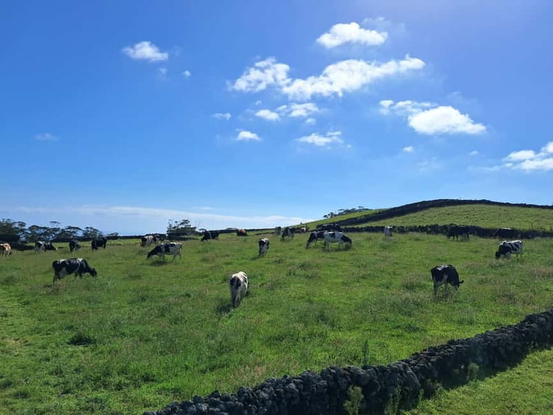 Azores: Half-Day Dairy Farm Tour - Who Will Love This Tour?