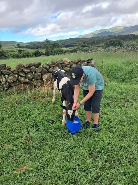 Azores: Half-Day Dairy Farm Tour - Price and Logistics