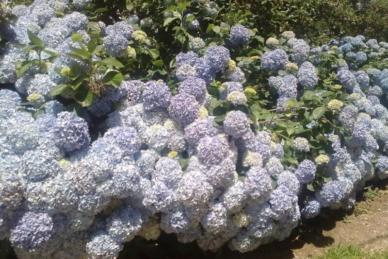 Azores: Sete Cidades Scenic Jeep Tour from Ponta Delgada - Exploring São Miguel’s Volcanic Wonders in a Jeep