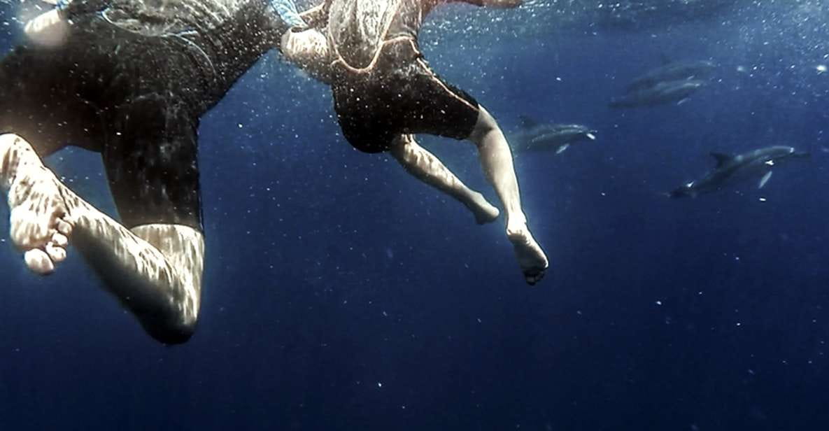 Azores: Swim With Dolphins Atlantic Experience - Key Points