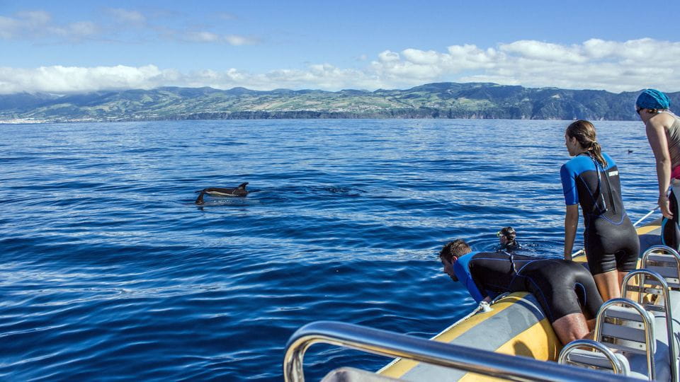 Azores: Swim With Dolphins Atlantic Experience - Responsible and Sustainable Approach