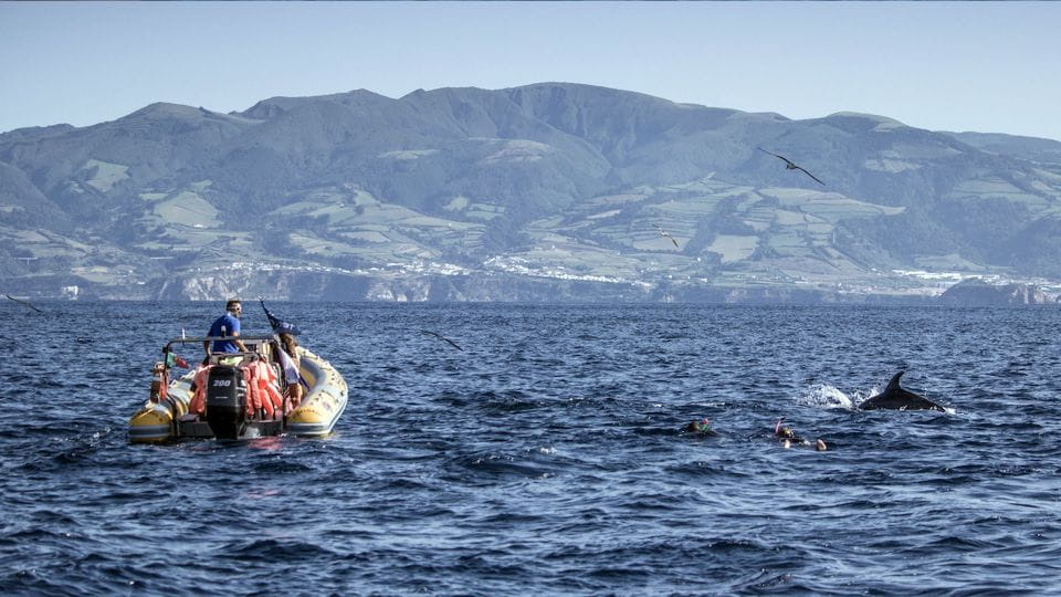 Azores: Swim With Dolphins Atlantic Experience - Duration and Schedule