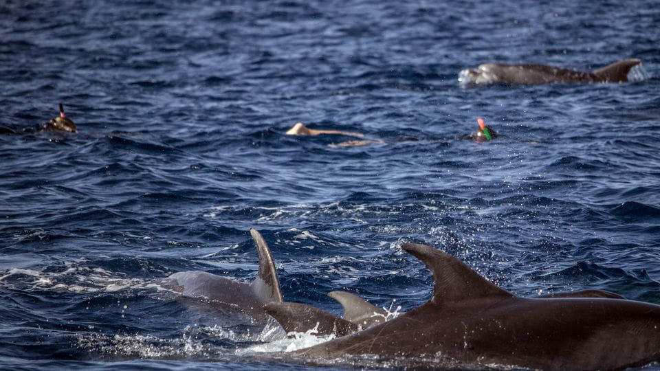 Azores: Swim With Dolphins Atlantic Experience - Restrictions and Considerations