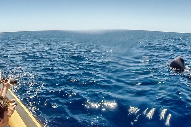 Azores Whale Watching & Islet Boat Tour - Boat and Tour Details
