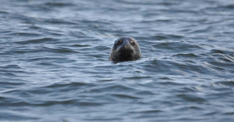 Baabe on Rügen: Seal-Spotting Cruise in the Baltic - Key points / Takeaways