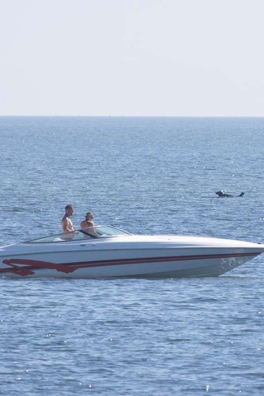 Baabe on Rügen: Seal-Spotting Cruise in the Baltic - Setting the Scene: A Unique Baltic Marine Adventure