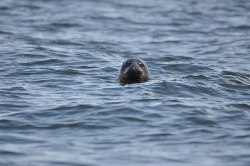 Baabe on Rügen: Seal-Spotting Cruise in the Baltic - The Reality of Seal Sightings
