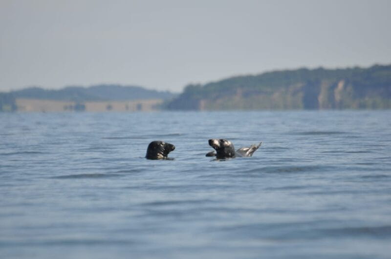 Baabe on Rügen: Seal-Spotting Cruise in the Baltic - Price and Logistics: Is It Worth It?