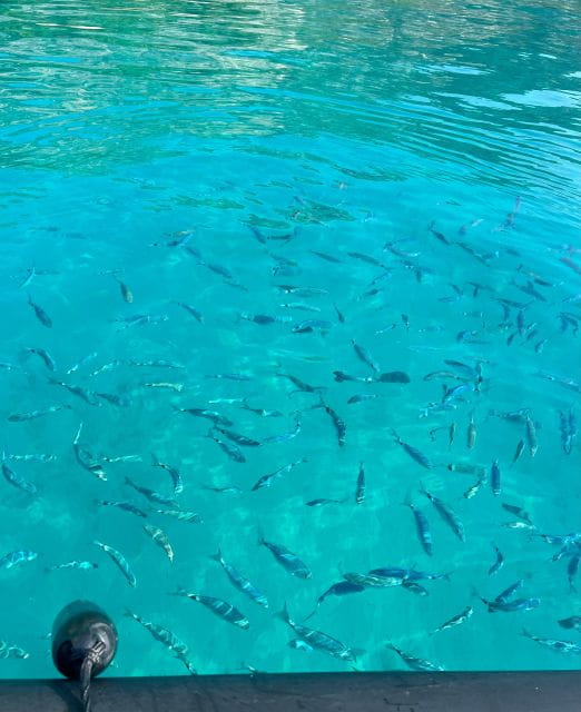 Balade en mer de Villefranche sur Mer & stop baignade - Who Should Consider This Tour?