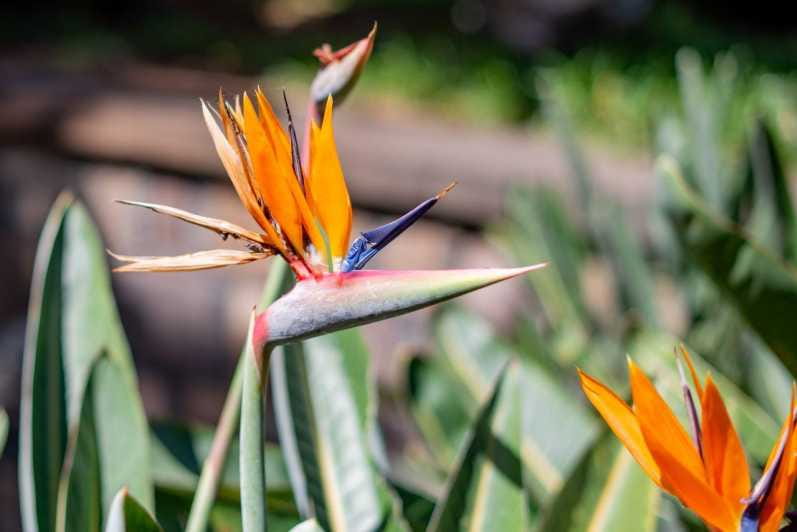 Balades Découverte Teide - La Orotava - Icod de los Vinos - Key points / Takeaways