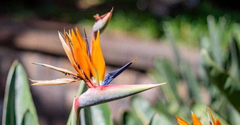 Balades Découverte Teide - La Orotava - Icod de los Vinos - The Charm of La Orotava and Its Gardens