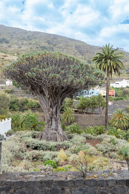Balades Découverte Teide - La Orotava - Icod de los Vinos - FAQ