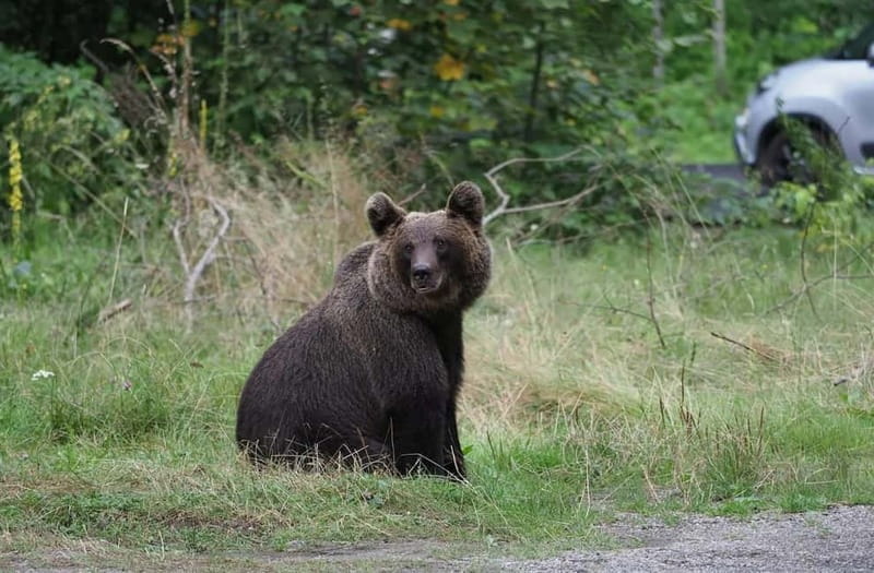 Balkans - Romania: 12-Days Motorcycle Tour 16.08. - 28.08.26 - Crossing Into Montenegro and Serbia