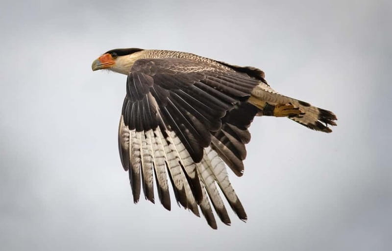 Ballyvaughan: Aillwee Burren Experience Entry Ticket - Practical Tips and Considerations