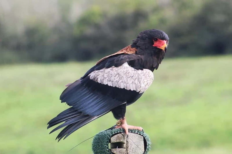 Ballyvaughan: Aillwee Burren Experience Entry Ticket - Who Should Visit?