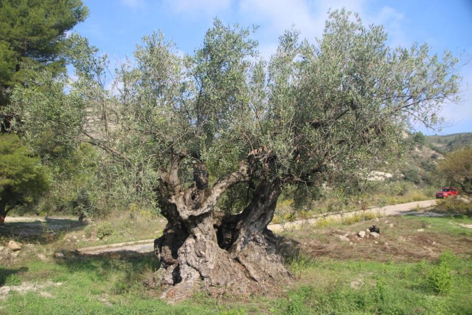 Balones: Guided Tour & Food Pairing With Local Oils & Wines - Balones Town Exploration