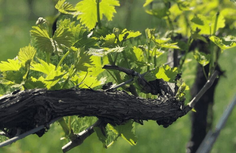 Balsamic Vinegar Tasting & Barrel Tour near Parma & Reggio - Key points / Takeaways