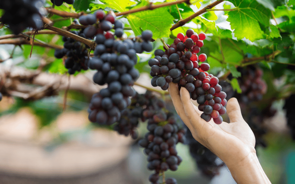 Banana, Wines & Rum Taste - Premium Tour in Gran Canaria - Key Points