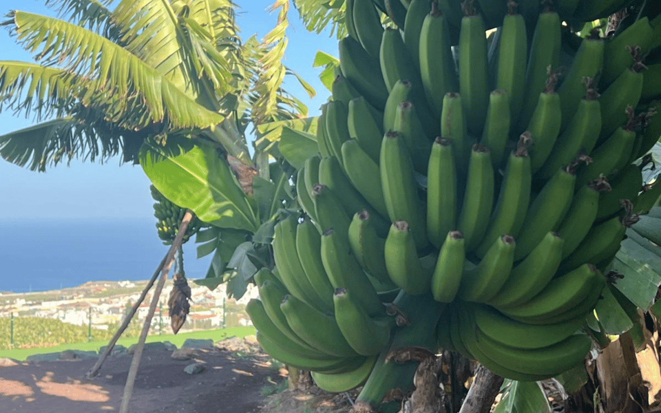 Banana, Wines & Rum Taste - Premium Tour in Gran Canaria - Included Features