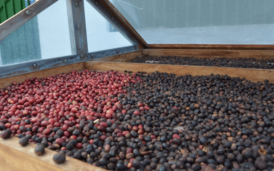 Banana, Wines & Rum Taste - Premium Tour in Gran Canaria - Things To Know