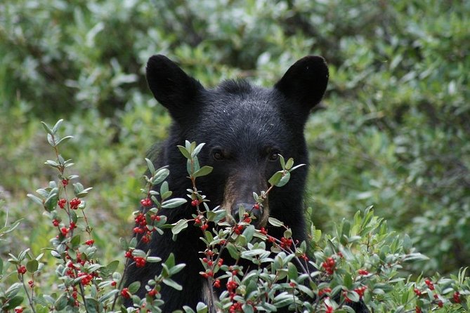 Banff to Jasper One-Way Tour - Columbia Icefield Experiences
