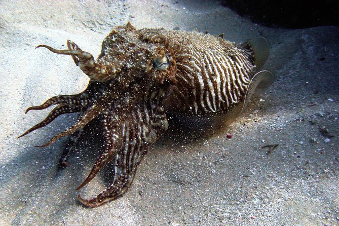 Baptism of Diving in the Natural Park of the Strait - Included in the Package