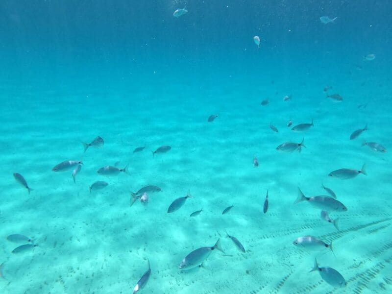 barca liliana ( caligola1) - Final Thoughts