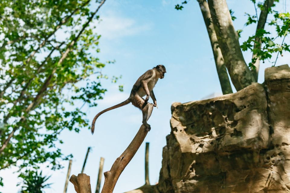 Barcelona: 1-Day Ticket to Barcelona Zoo - Animal Conservation Efforts