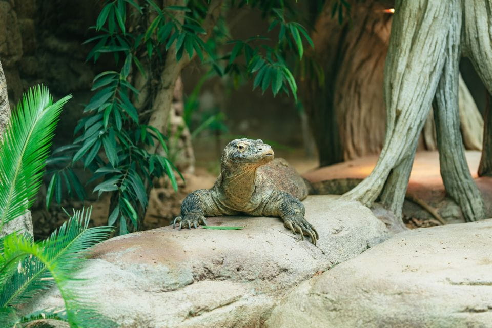 Barcelona: 1-Day Ticket to Barcelona Zoo - Visitor Amenities and Activities