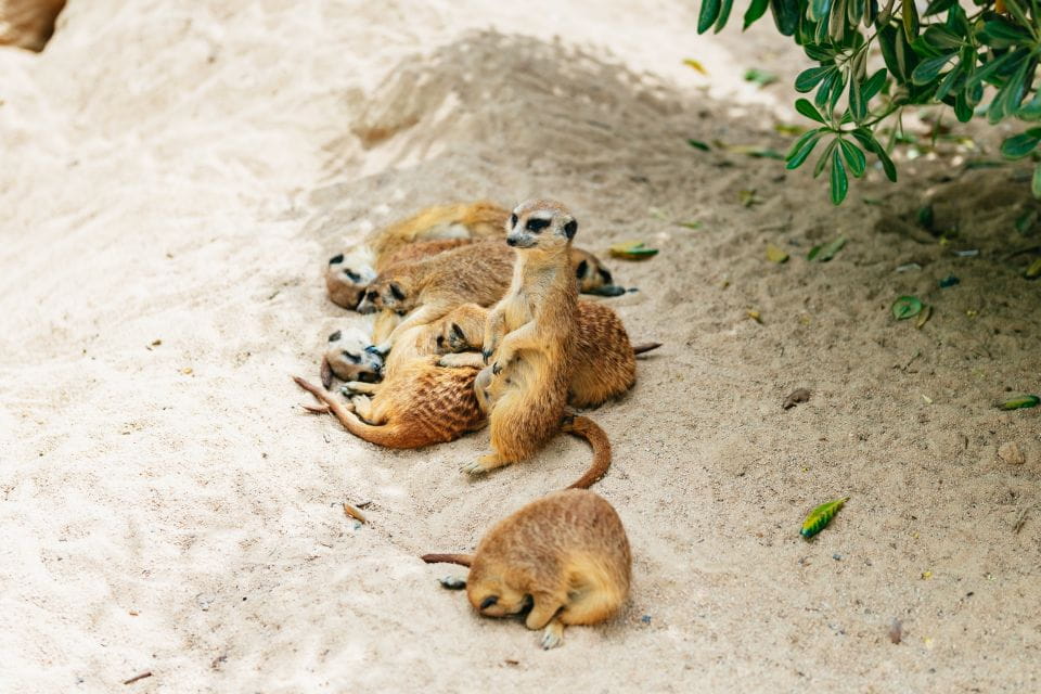 Barcelona: 1-Day Ticket to Barcelona Zoo - Seasonal Opening Hours