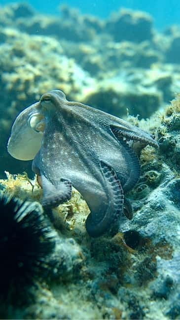 Barcelona Adventure: Hike Snorkel and Jump in Costa Brava - The Sum Up: Who Should Book?