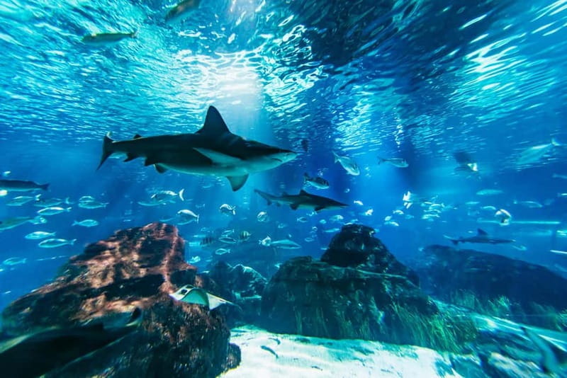 Barcelona Aquarium: Entry Ticket - Entering the World of Marine Life