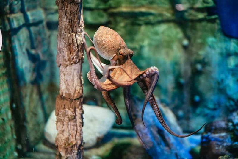 Barcelona Aquarium: Entry Ticket - The Mediterranean and Tropical Tanks