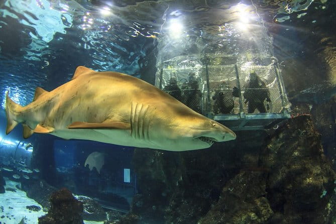 Barcelona City Tour Hop-On Hop-Off and Aquarium - Price and Value: Is It Worth It?