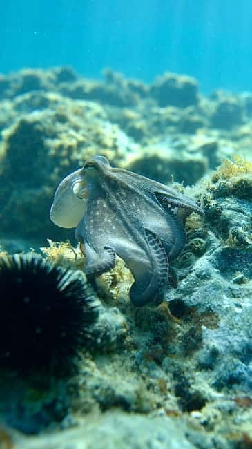 Barcelona Escape: Kayak & Snorkel in Costa Brava - Key Points / Takeaways