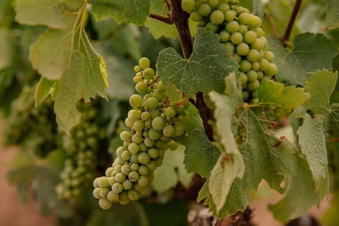 Barcelona: Priorat 3 Wine Tastings + 3-Course Gourmet Lunch - Who Should Consider This Tour?