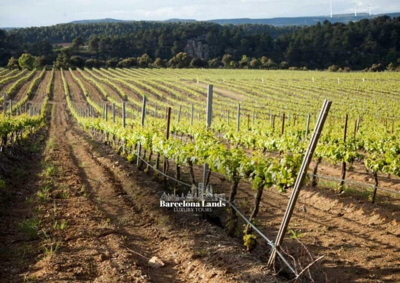 Barcelona: Tour Luxury for Priorat, Wine tasting & Lunch - Exploring the Charm of Gratallops and Gratavinum